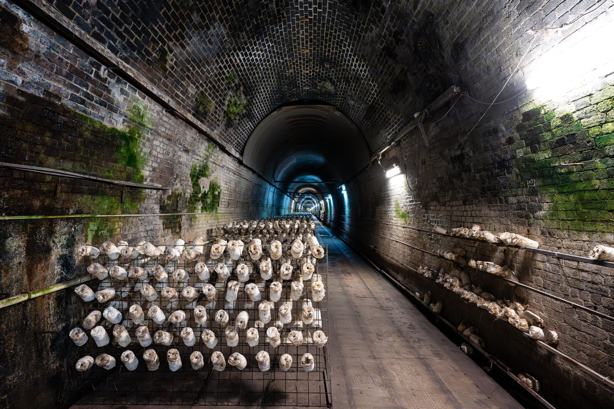 Mushroom Tunnel
