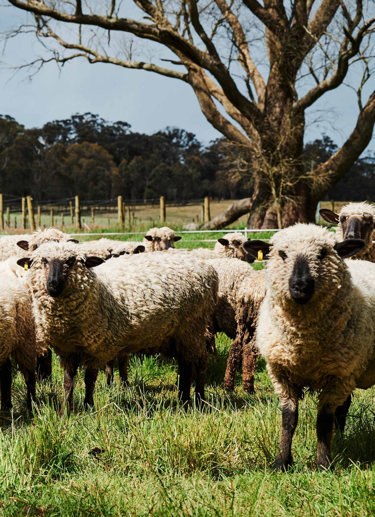 Tractorless Vineyard Premium Tour & Tasting