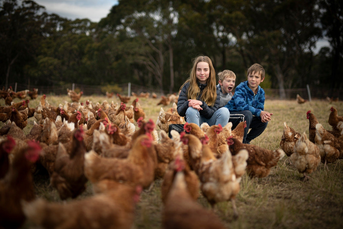 Mussett Holdings Regenerative Farm