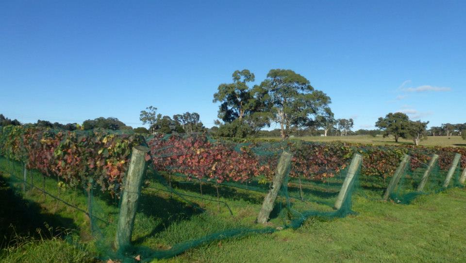 Sutton Forest Estate Wines