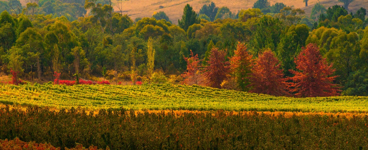 How to Do a Perfect Southern Highlands Food and Wine Day Trip (Without Overplanning It)