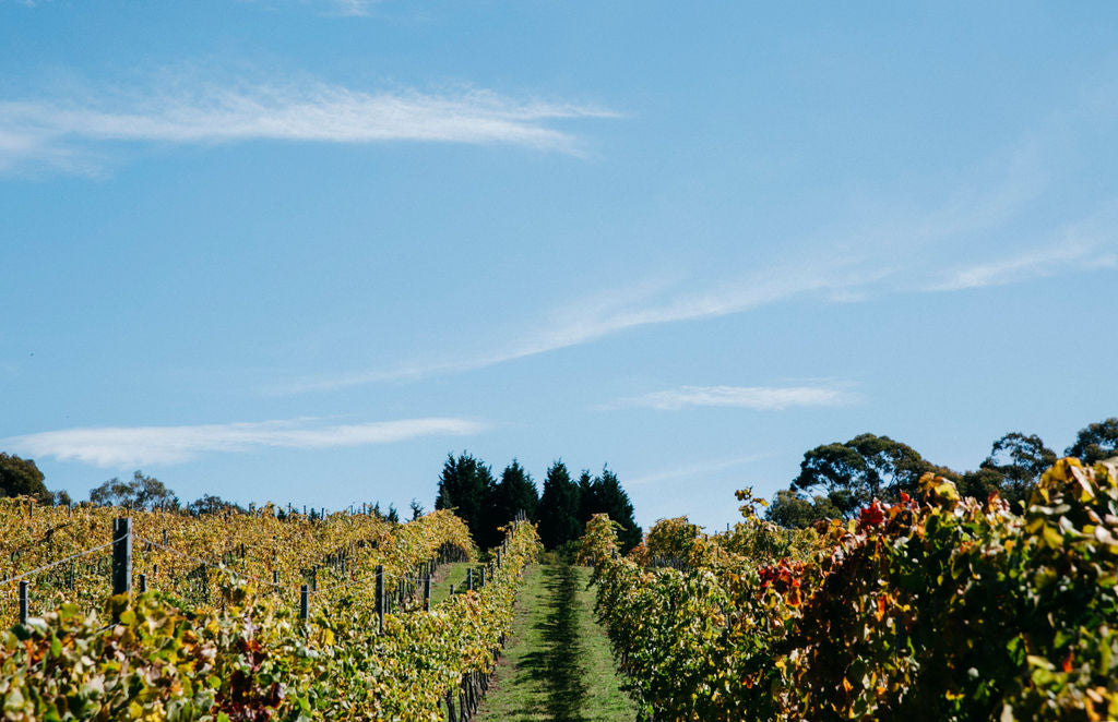 A scenic vineyard landscape with rows of grapevines in green and autumnal yellow tones under a bright blue sky with wispy white clouds.