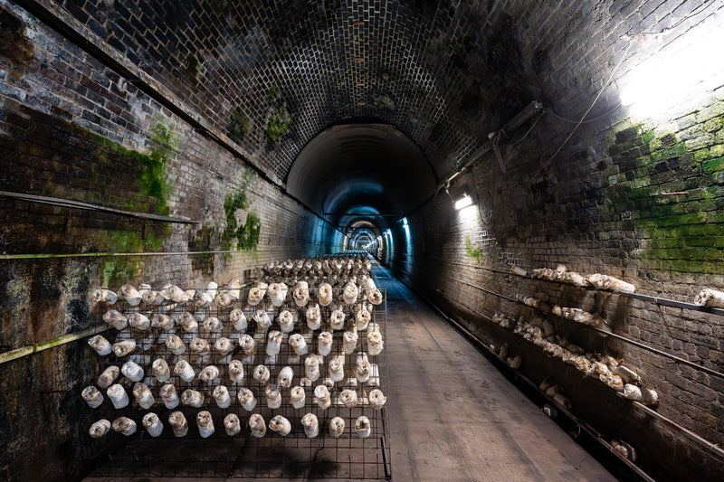Tunnel with shelves displaying ceramic heads on either side
